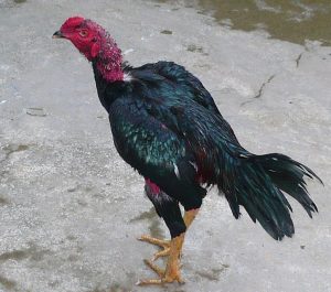 Thân hình lực lưỡng