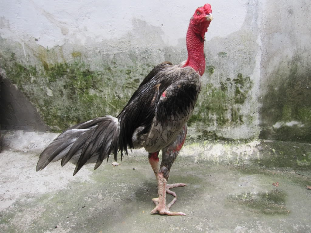 Phần cổ của gà đòn