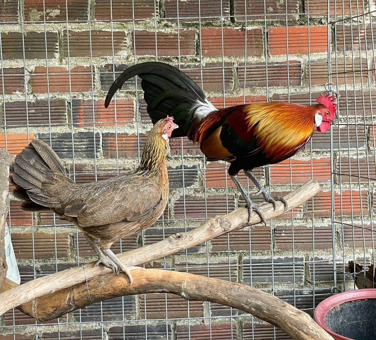 Dáng người lẫm liệt